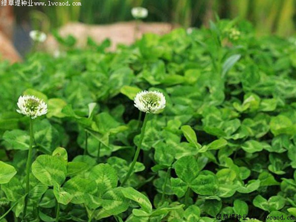 白三葉草種子發(fā)芽溫度要求.jpg