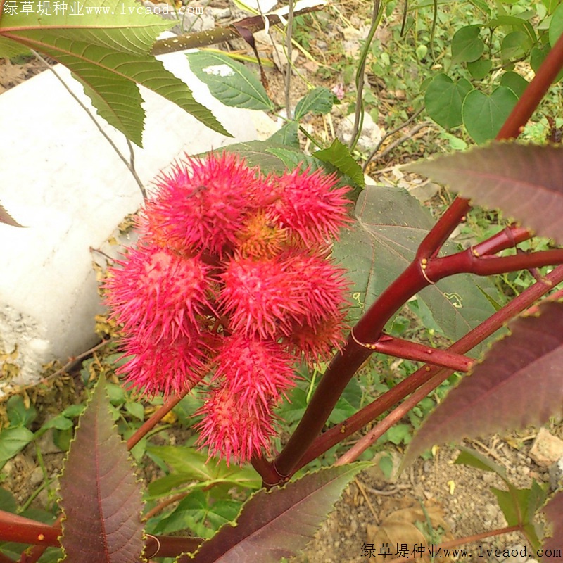 紅色蓖麻