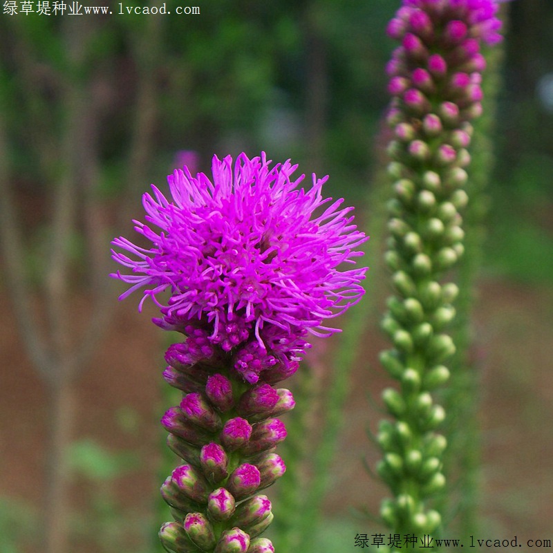 蛇鞭菊