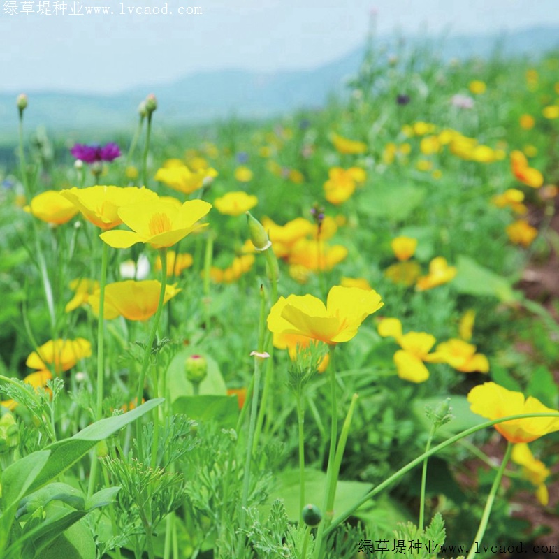 三色旋花