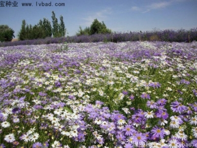 五色菊什么時(shí)候播種合適，五色菊什么時(shí)候發(fā)芽率高