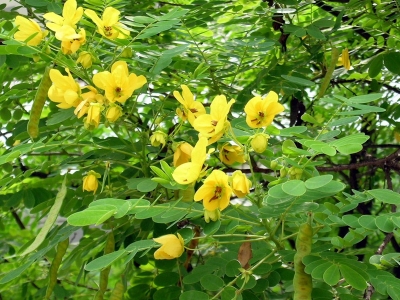 室外種植七里黃需要多久可以開花？