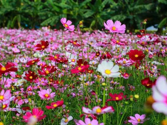 公園常見的花有哪些？波斯菊