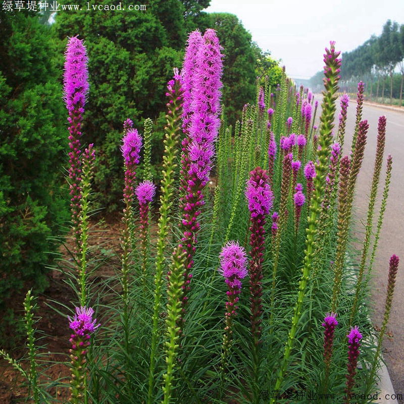 蛇鞭菊