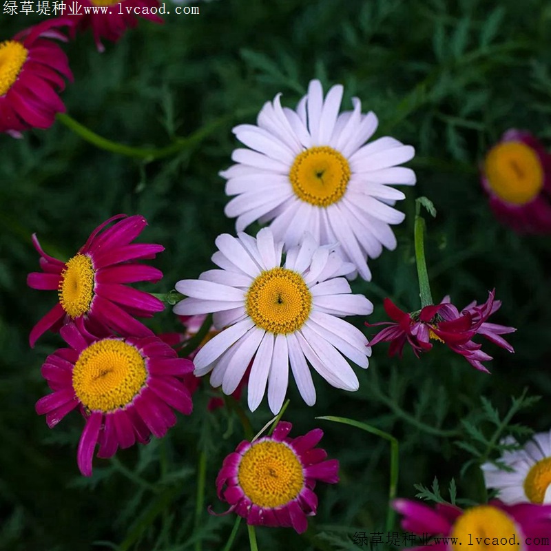 除蟲(chóng)菊