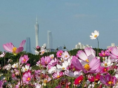 「波斯菊」的種植方法