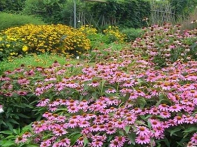 宿根花卉—松果菊