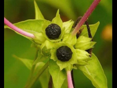 紫茉莉怎么播種？教你3個小步驟，播種后發(fā)芽迅速長勢快