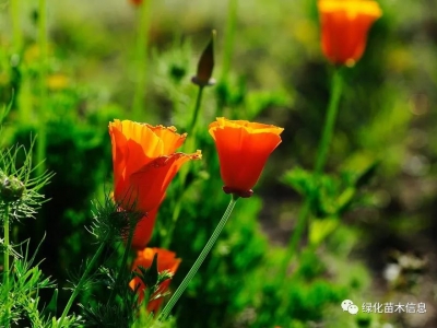 花菱草的栽培技術(shù)