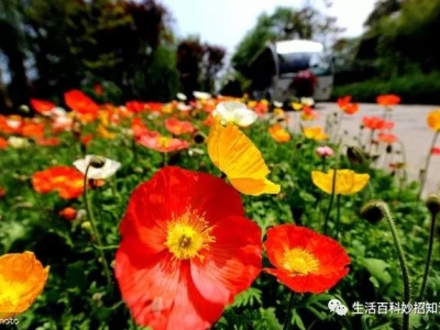 【花菱草】花菱草和虞美人的區(qū)別