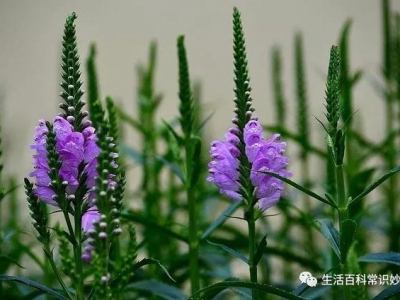 龍頭花的種植方法！怎么區(qū)別龍頭花與假龍頭花？