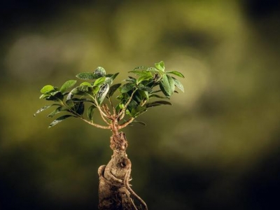 人參花什么時(shí)候播種？花菱草的種植方法！