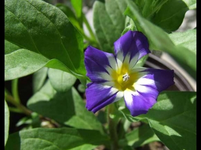 觀賞價值高開花顏色分明，三色旋花成熱門選擇，你知道怎么養(yǎng)護嗎