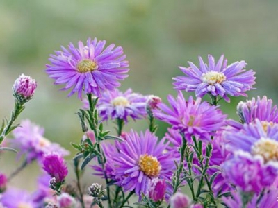 茼蒿菊——簡單幾步 打造球形花海，花開爆盆、花開不斷 滿花園