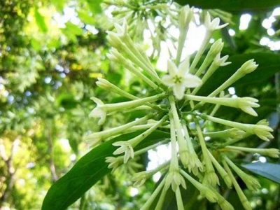 夜來香秘密大探索，它為何名為夜來香？家養(yǎng)夜來香該注意什么？