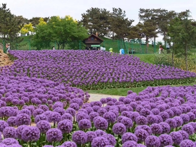 花蔥什么時(shí)候開花,花蔥的價(jià)值怎樣