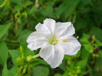 紫茉莉除了觀賞，還有3個(gè)用途，沒(méi)想到能敷面