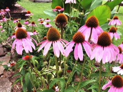 可以養(yǎng)花盆里的松果菊，可以保持多年生長(zhǎng)，播種時(shí)要講究技巧