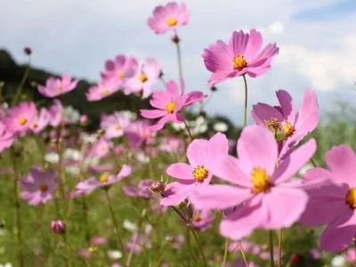 波斯菊的種植技術(shù)及養(yǎng)護(hù)處理你了解嗎？