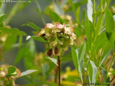 車(chē)桑子的種植方法_主要用途_種子價(jià)格