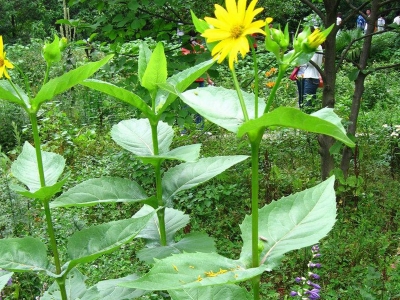 串葉松香草的種植方法_用途_種子價(jià)格