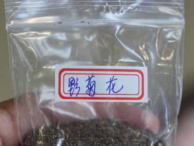 野菊花種子應(yīng)該去哪里購買比較好？