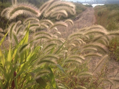 易種高產(chǎn)牧草推薦——雜交狼尾草