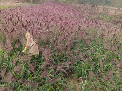 糖蜜草種子應該去哪兒買？