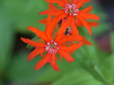 剪秋羅花期有多久、花朵開的時(shí)間長(zhǎng)嗎