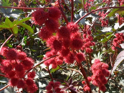 紅色蓖麻幾天發(fā)芽，幾天開(kāi)花？