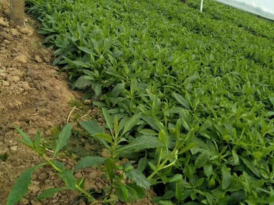 柳葉馬鞭草發(fā)芽開花時間