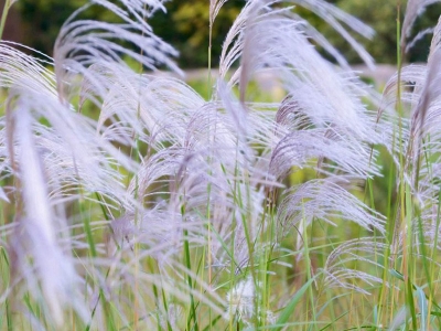 野芒草種植需要注意哪些問題？