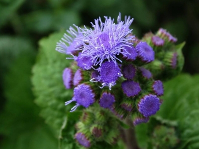 藿香薊什么時(shí)候發(fā)芽，幾天開花？