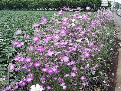 麥仙翁的花期是什么時(shí)候？