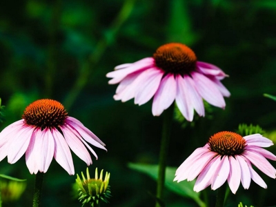 紫松果菊幾天發(fā)芽，什么時(shí)候開花