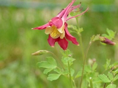 小花耬斗菜種子現(xiàn)在的市場(chǎng)最新報(bào)價(jià)是多少？