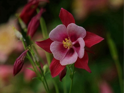 小花耬斗菜什么時(shí)候開花，花期有多長(zhǎng)？