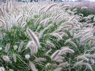 東方狼尾草幾天發(fā)芽多久開花？