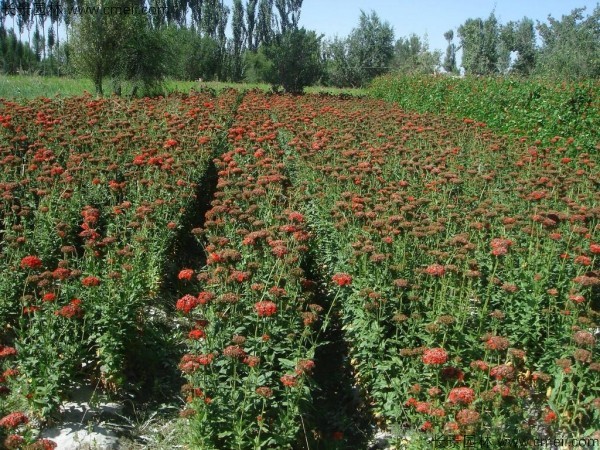 剪秋羅種子發(fā)芽出苗開(kāi)花圖片