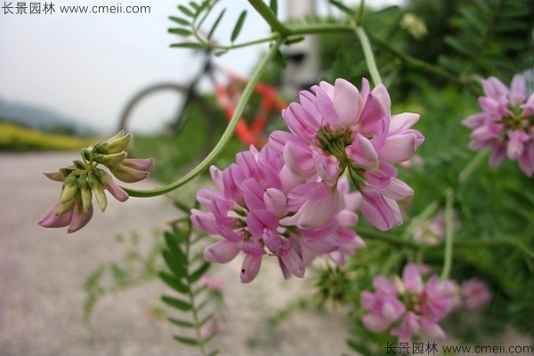 小冠花種子發(fā)芽出苗開(kāi)花圖片