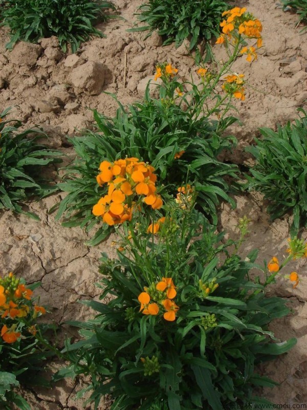 七里黃種子發(fā)芽出苗開花圖片