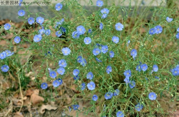 藍(lán)花亞麻種子發(fā)芽出苗圖片