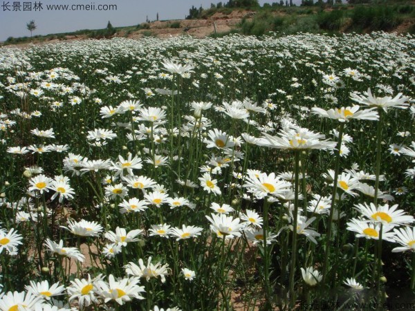 大濱菊種子發(fā)芽出苗開(kāi)花圖片