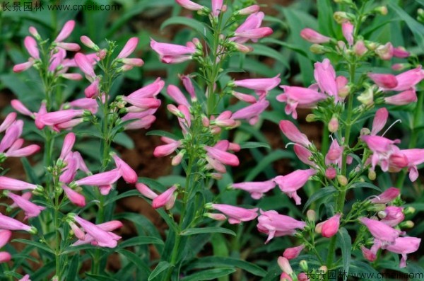 吊鐘柳種子發(fā)芽出苗開(kāi)花圖片