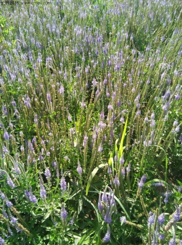 婆婆納種子發(fā)芽出苗開(kāi)花圖片