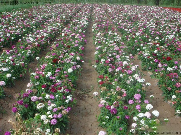 康乃馨種子發(fā)芽出苗開(kāi)花圖片