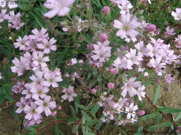 滿(mǎn)天星植物開(kāi)花圖片