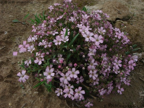 滿(mǎn)天星植物開(kāi)花圖片