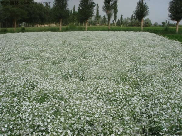 滿(mǎn)天星植物開(kāi)花圖片