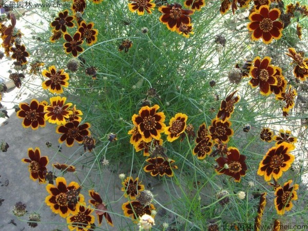 金雞菊種子發(fā)芽出苗開(kāi)花圖片